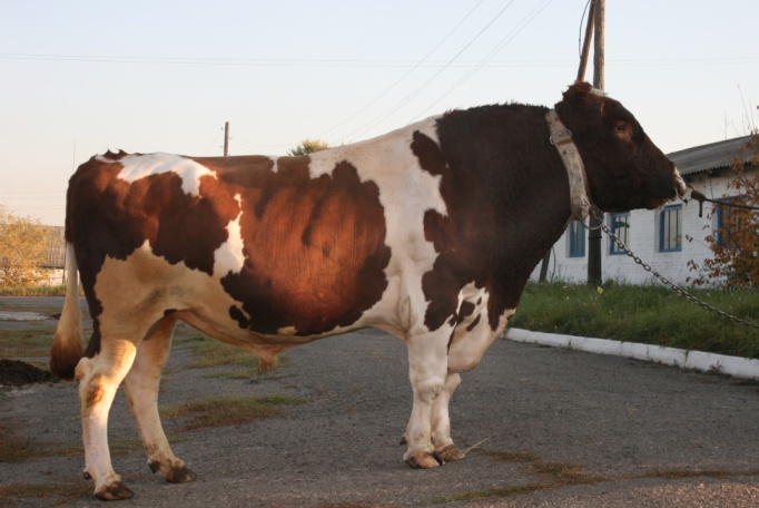 ДОПРОС 1344 КСГФ-184